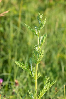 Çiçek açmadan önce bir ragwort (jacobea vulgaris) bitkisinin kapağını kapat