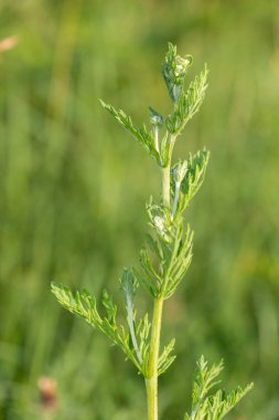 Çiçek açmadan önce bir ragwort (jacobea vulgaris) bitkisinin kapağını kapat