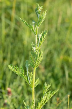 Çiçek açmadan önce bir ragwort (jacobea vulgaris) bitkisinin kapağını kapat