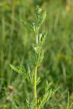Çiçek açmadan önce bir ragwort (jacobea vulgaris) bitkisinin kapağını kapat
