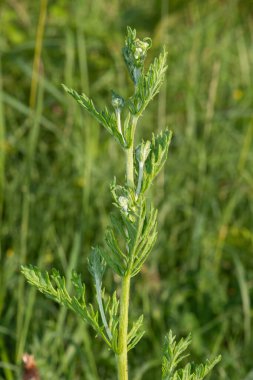 Çiçek açmadan önce bir ragwort (jacobea vulgaris) bitkisinin kapağını kapat