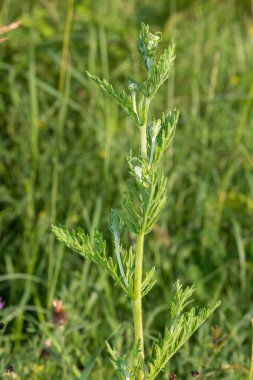 Çiçek açmadan önce bir ragwort (jacobea vulgaris) bitkisinin kapağını kapat