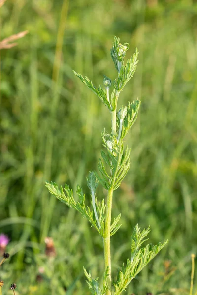Çiçek açmadan önce bir ragwort (jacobea vulgaris) bitkisinin kapağını kapat