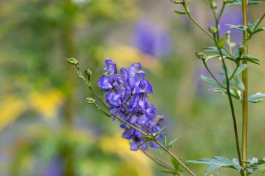 Keşişlerin başlığı (aconitum napellus) çiçek açmış