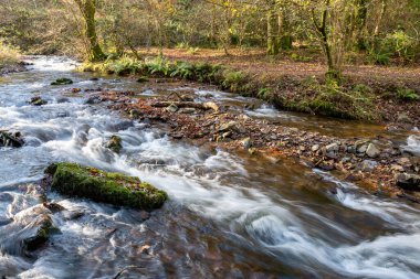 Somerset 'teki Horner Ormanı' ndan akan Horner Nehri 'nin uzun pozu