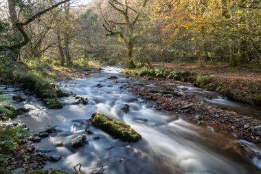 Somerset 'teki Horner Ormanı' ndan akan Horner Nehri 'nin uzun pozu