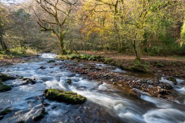 Somerset 'teki Horner Ormanı' ndan akan Horner Nehri 'nin uzun pozu