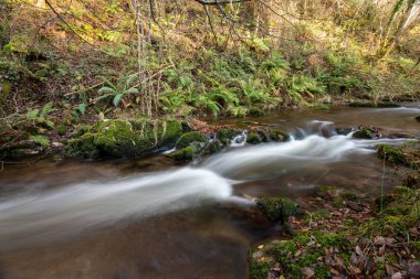 Somerset 'teki Horner Ormanı' ndan akan Horner Nehri 'nin uzun pozu