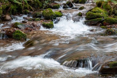 Somerset 'teki Horner Ormanı' ndan akan Horner Nehri 'nin uzun pozu