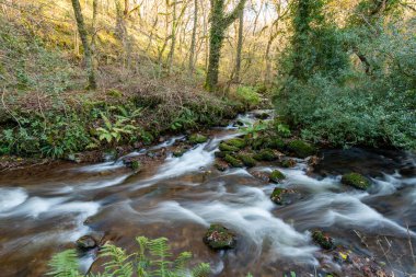 Somerset 'teki Horner Ormanı' ndan akan Horner Nehri 'nin uzun pozu