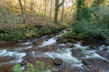 Somerset 'teki Horner Ormanı' ndan akan Horner Nehri 'nin uzun pozu