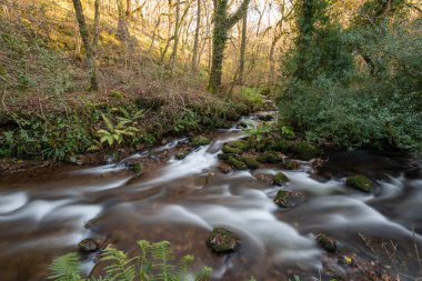 Somerset 'teki Horner Ormanı' ndan akan Horner Nehri 'nin uzun pozu