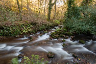 Somerset 'teki Horner Ormanı' ndan akan Horner Nehri 'nin uzun pozu
