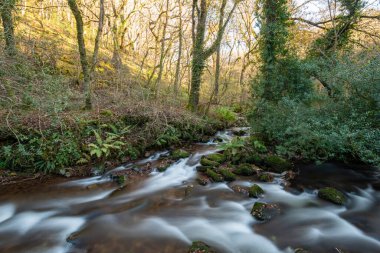 Somerset 'teki Horner Ormanı' ndan akan Horner Nehri 'nin uzun pozu
