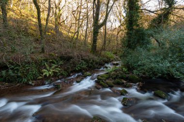 Somerset 'teki Horner Ormanı' ndan akan Horner Nehri 'nin uzun pozu