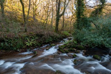 Somerset 'teki Horner Ormanı' ndan akan Horner Nehri 'nin uzun pozu
