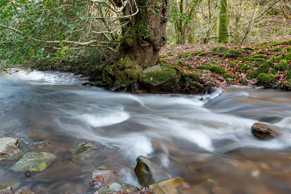 Long Exposure Horner Water River Flowing Holly Tree Horner Woods — Stockfoto