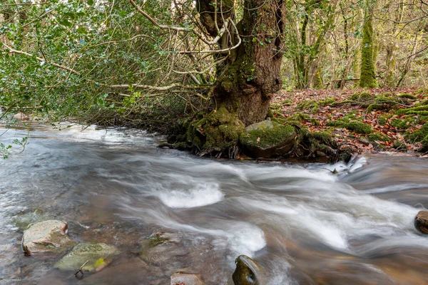 Somerset Teki Horner Ormanı Ndaki Kutsal Bir Ağacın Altından Akan — Stok fotoğraf