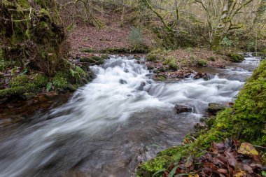 Somerset 'teki Horner Ormanı' ndan akan Horner Nehri 'nin uzun pozu