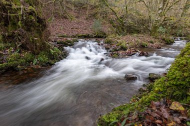 Somerset 'teki Horner Ormanı' ndan akan Horner Nehri 'nin uzun pozu