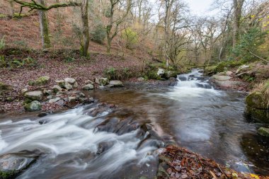 Somerset 'teki Horner Ormanı' ndan akan Horner Nehri 'nin uzun pozu