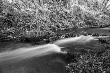 Somerset 'teki Horner Ormanı' ndan akan Horner Nehri 'nin uzun pozu