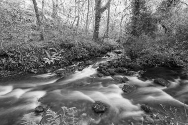 Somerset 'teki Horner Ormanı' ndan akan Horner Nehri 'nin uzun pozu
