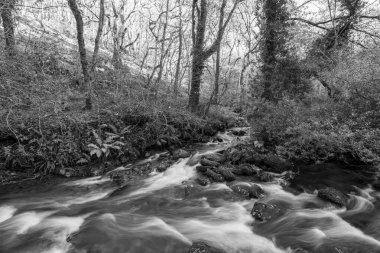 Somerset 'teki Horner Ormanı' ndan akan Horner Nehri 'nin uzun pozu