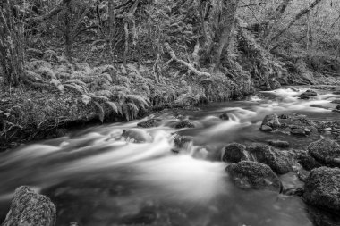 Somerset 'teki Horner Ormanı' ndan akan Horner Nehri 'nin uzun pozu