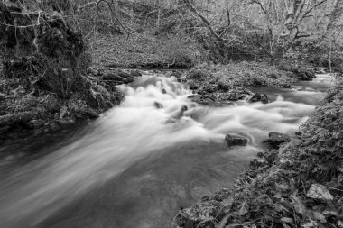 Somerset 'teki Horner Ormanı' ndan akan Horner Nehri 'nin uzun pozu