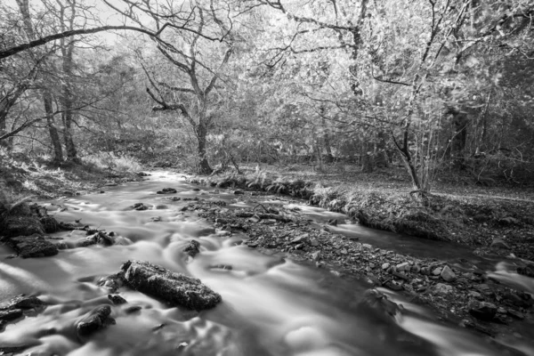 サマセットのホーナーの森を流れるホーナー川の長い露出 — ストック写真