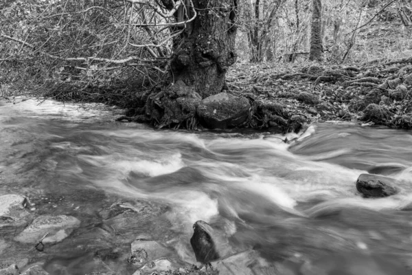 Somerset Teki Horner Ormanı Ndan Akan Horner Nehri Nin Uzun — Stok fotoğraf