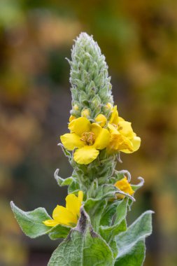 Close up of a great mullein (verbascum thapsus) flower in bloom