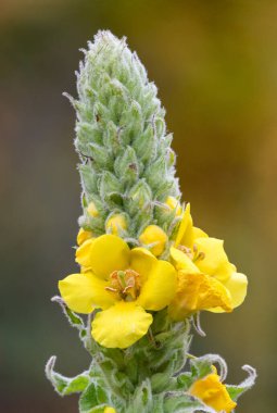 Close up of a great mullein (verbascum thapsus) flower in bloom