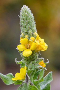 Close up of a great mullein (verbascum thapsus) flower in bloom