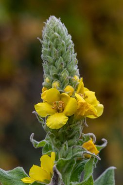 Close up of a great mullein (verbascum thapsus) flower in bloom