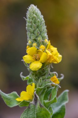 Close up of a great mullein (verbascum thapsus) flower in bloom