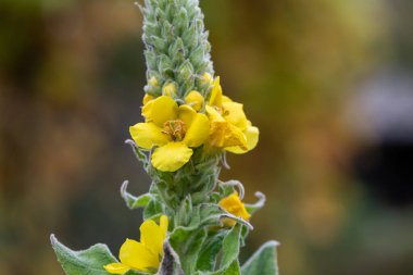 Close up of a great mullein (verbascum thapsus) flower in bloom