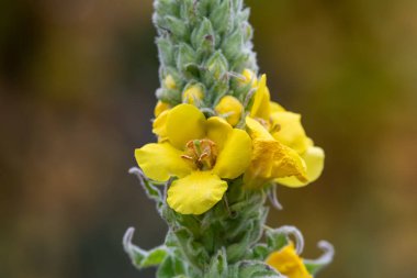 Close up of a great mullein (verbascum thapsus) flower in bloom