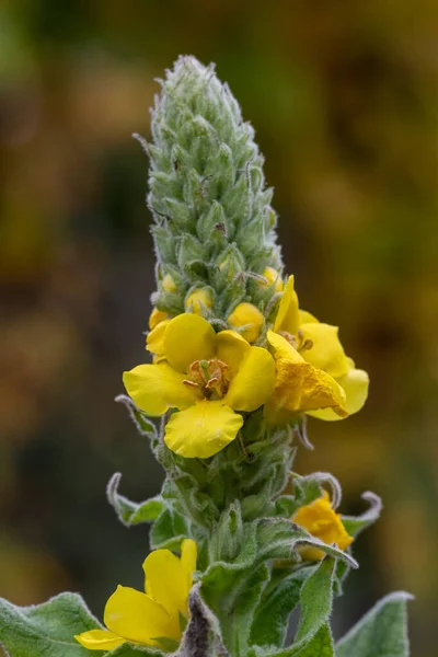 Close Great Mullein Verbascum Thapsus Flower Bloom — стоковое фото