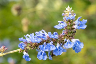 Bog sage (salvia uliginosa) flowers in bloom