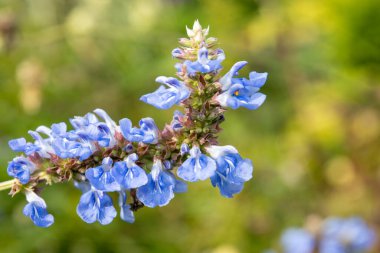 Bog sage (salvia uliginosa) flowers in bloom