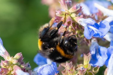 Macro shot of a bumble bee pollinating bog sage (salvia uliginosa) flowers