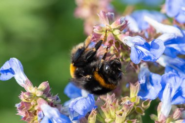Macro shot of a bumble bee pollinating bog sage (salvia uliginosa) flowers