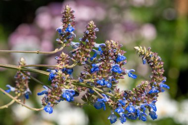 Bog sage (salvia uliginosa) flowers in bloom