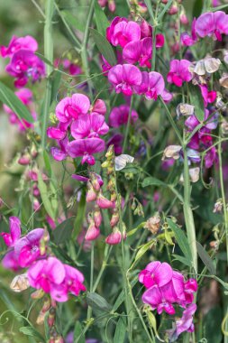 Close up of pink sweet pea (lathyrus odoratus) flowers in bloom