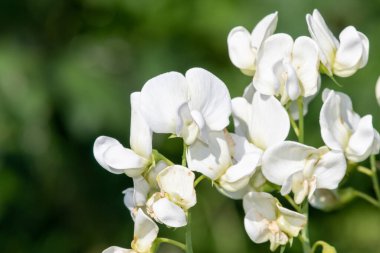 Close up of white sweet pea (lathyrus odoratus) flowers in bloom