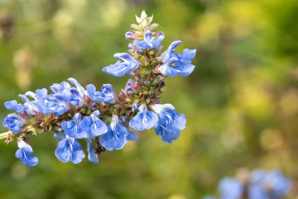 Bog sage (salvia uliginosa) flowers in bloom