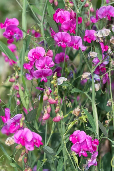 Close Pink Sweet Pea Lathyrus Odoratus Flowers Bloom — 图库照片