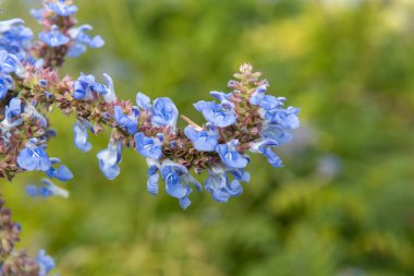 Bog sage (salvia uliginosa) flowers in bloom